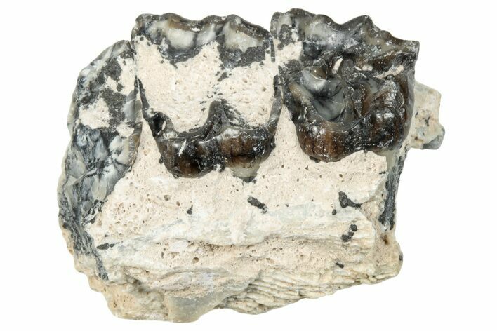 Fossil Horse (Mesohippus) Jaw Section - South Dakota #289543